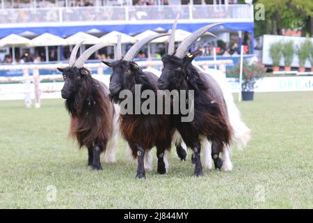 Drei Ziegen marschieren beim Springderby in Klein Flottbek Banque D'Images