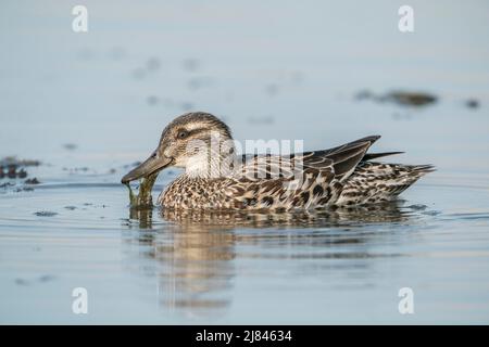 Garganey, spatule querquedula, un canard nageant sur l'eau, Ultima Frontiera, Roumanie, 24 avril 2022 Banque D'Images