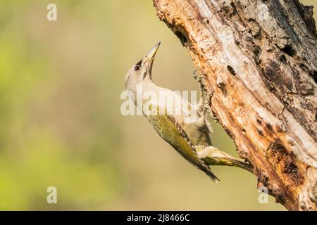 Pic à tête grise, Picus canus, oiseau unique perché sur le tronc de l'arbre, Ultima Frontiera, Roumanie, 26 avril 2022 Banque D'Images