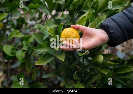 Main d'un enfant tenant un mandarin mûrissant poussant sur un arbre. Banque D'Images