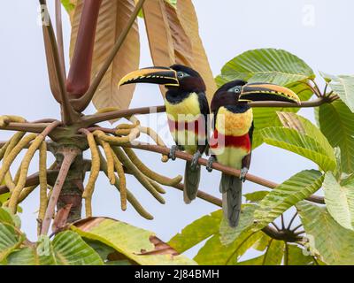 Un Aracari aux noix de Chestnut en Équateur Banque D'Images