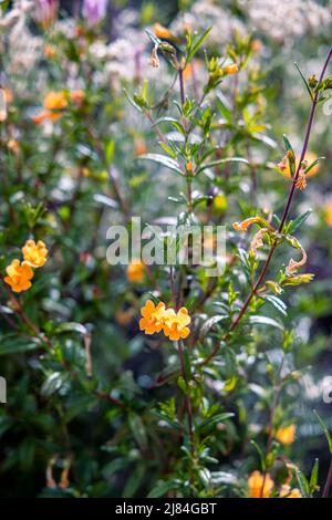 La fleur de singe collante, une plante originaire de Californie. Croissance le long de Pine Ridge Trail à Big sur CA Banque D'Images