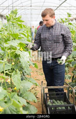 Le propriétaire de ferme ravie cueille des concombres mûrs Banque D'Images