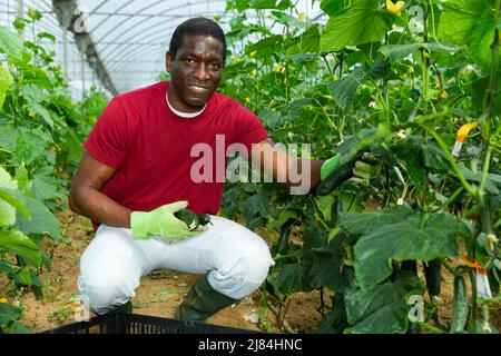 Souriant fermier afro-américain récolte des concombres Banque D'Images