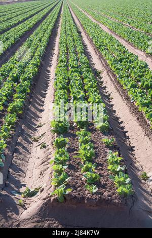 Cultures de camion de légumes, poussent en rangées droites afin qu'ils puissent être irrigués par inondation. Aride ouest. Yuma, Arizona Banque D'Images