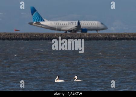 Une paire de grebes occidentaux (Aechmophorus occidentalis) dans l'habitat côtier près de l'aéroport international de San Francisco - un avion passe derrière. Banque D'Images