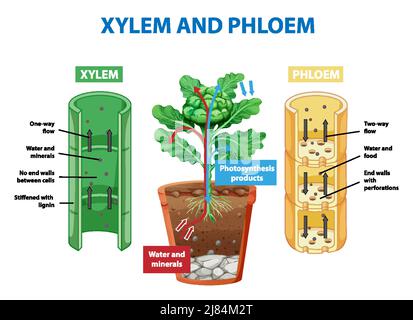 Schéma illustrant le xylème et le phloème dans l'illustration de la plante Illustration de Vecteur