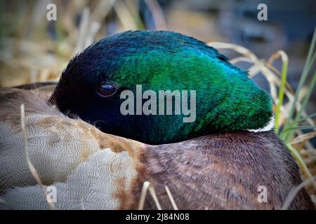 Une image rapprochée d'un canard colvert mâle 'Anas platyrhynchos', se reposant et dormant avec son projet de loi caché sous ses ailes. Banque D'Images