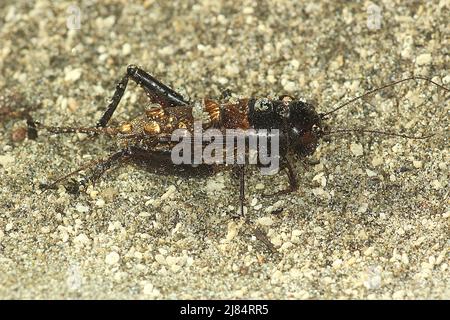 Le cricket du champ noir (Teleogryllus commodus) sur le sable Banque D'Images