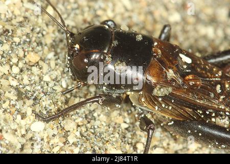 Le cricket du champ noir (Teleogryllus commodus) sur le sable Banque D'Images