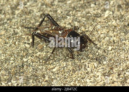 Le cricket du champ noir (Teleogryllus commodus) sur le sable Banque D'Images