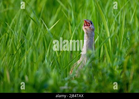 Corncrake (Crex crex) chantant dans un pré. Bieszczady, Carpathian Mountains, Pologne. Banque D'Images