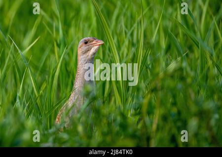 Corncrake (Crex crex) chantant dans un pré. Bieszczady, Carpathian Mountains, Pologne. Banque D'Images