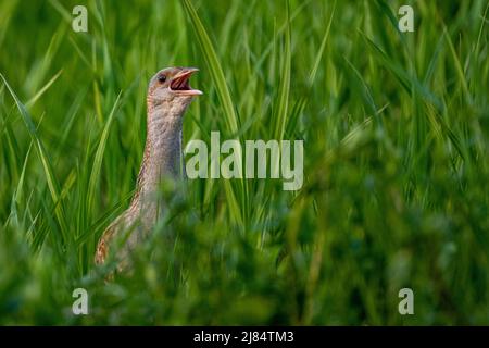 Corncrake (Crex crex) chantant dans un pré. Bieszczady, Carpathian Mountains, Pologne. Banque D'Images