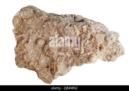 Concrétion avec coquillages fossilisés famille des Turritellidae. Isolé sur blanc Banque D'Images