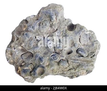 Concrétion avec coquillages fossilisés famille Donax (bivalve). Isolé sur blanc Banque D'Images