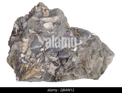 Concrétion avec coquillages fossilisés famille Turritellidae et Donax (bivalve). Isolé sur blanc Banque D'Images