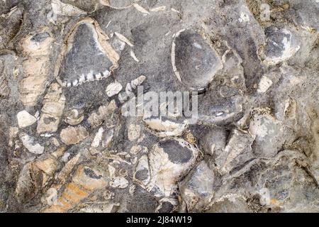 Concrétion avec coquillages fossilisés famille Turritellidae et Donax (bivalve). Banque D'Images