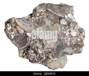 Concrétion avec coquillages fossilisés famille Turritellidae et Donax (bivalve). Isolé sur blanc Banque D'Images