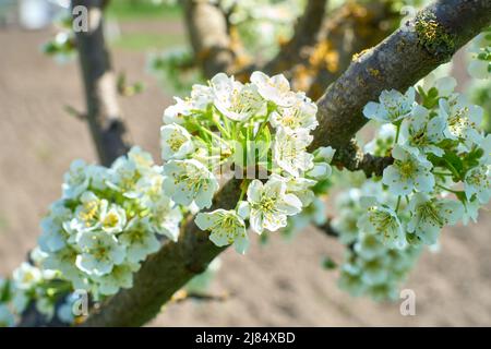 Grande branche avec des fleurs de prune blanches en pleine floraison dans le jardin lors d'un beau jour de printemps, de beaux arbres japonais fleurissent sur un fond floral, sakura Banque D'Images