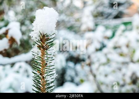 Dessus et aiguilles d'une épinette recouverte de neige après une chute de neige. Le sommet d'un jeune sapin dans la neige sur le fond d'un avant-plan de neige flou Banque D'Images