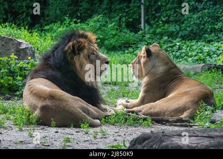 Lions asiatiques masculins et féminins en captivité au zoo de Budapest, en Hongrie. Banque D'Images