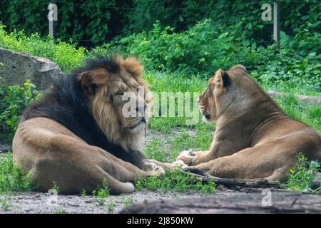 Lions asiatiques masculins et féminins en captivité au zoo de Budapest, en Hongrie. Banque D'Images