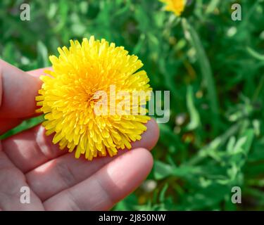 Vue de dessus de la tête de fleur jaune et des pétales de pissenlit dans la paume de la main Banque D'Images