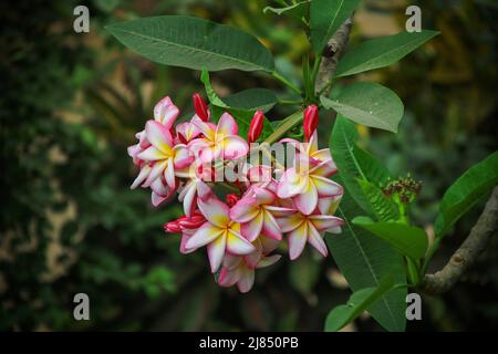 La beauté du bouquet de plumeria Banque D'Images