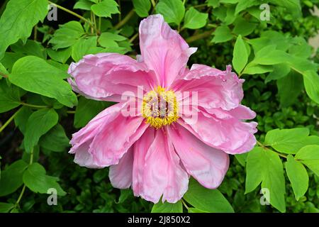 La pivoine est une plante à fleurs originaire d'Asie, d'Europe et de l'ouest de l'Amérique du Nord. Avec 33 espèces connues, la plupart sont des plantes vivaces herbacées avec Banque D'Images