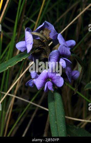 Blue Bonnet (Hovea Linearis), également appelé Birds Eye, ressemble beaucoup à Hardenbergia, mais est bleu, plutôt que violet, et a des feuilles plus longues et plus étroites. Banque D'Images