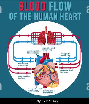 Illustration du flux sanguin du cœur humain Illustration de Vecteur