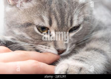 Un chaton en colère mord la main du propriétaire. Un petit chaton gris espiègle mord la main d'une femme caucasienne. Le chaton veut jouer. Banque D'Images