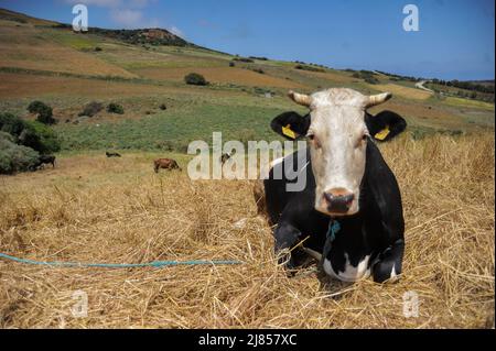 Bizerte, Tunisie. 11 mai 2022, Tunis, Tunisie : 11 mai 2022. Les vaches se broutent dans un champ de la campagne de Bizerte, dans le nord de la Tunisie. Les récentes protestations des agriculteurs tunisiens provoquées par une forte augmentation du prix des aliments pour animaux ont conduit le ministre de l'Agriculture à annoncer une augmentation du prix des denrées alimentaires, comme le lait, les œufs et la volaille. La hausse des prix en Tunisie va provoquer une chute importante du pouvoir d'achat au moment où le pays est déjà dans une grave crise économique, qui a été aggravée par une hausse des prix du blé et de l'énergie résultant de la guerre en Ukraine (Credit image Banque D'Images