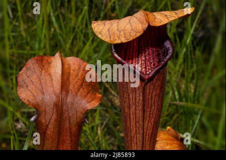 Plante de pichet pâle, Sarracenia alata, Alabama, États-Unis Banque D'Images