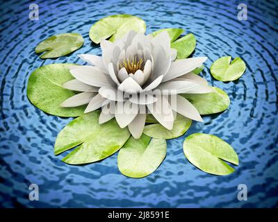 lilly blanc sur l'eau. 3D illustration. Banque D'Images