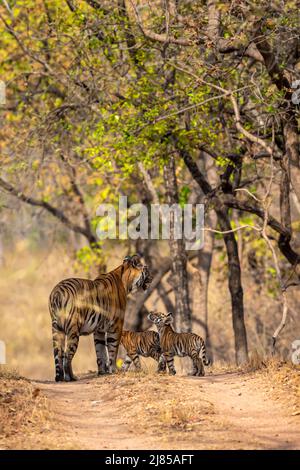 deux petits oursons de tigre sauvages très mignons avec sa mère montrant l'amour et l'affection à sa mère tigress un moment de câliner dans le safari à bandhavgarh inde Banque D'Images