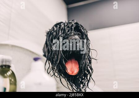 Laver le chien avec du shampooing dans la salle de bains. Banque D'Images