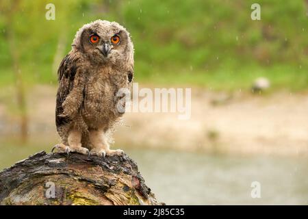 La chouette de l'aigle eurasien sauvage se trouve à l'extérieur sur un tronc d'arbre sous la pluie.Oiseau de proie de six semaines aux yeux rouges. Pluie, gouttes de pluie temps pluvieux Banque D'Images