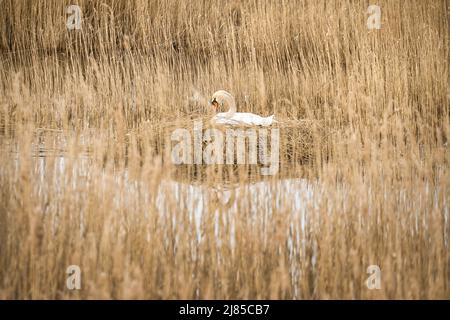 Mute Cyan se reproduisant sur un nid dans les roseaux sur le DARRS près de Zingst. Animaux sauvages dans la nature. Oiseaux élégants Banque D'Images