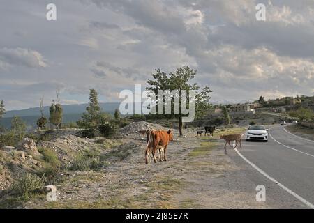 vache rouge et veaux près d'une route de campagne le long de laquelle une voiture se déplace. Dagestan, montagnes et nuages à l'horizon. Banque D'Images