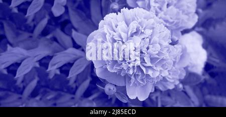 Très Peri. Arrière-plan abstrait coloré violet tendance. Copier l'espace pour le texte. Magnifique fond floral avec fleurs de pivoine, bokeh et effets de lumière Banque D'Images