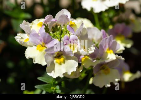 Nemesia 'Easter Bonnet' fleurit au printemps au Royaume-Uni Banque D'Images