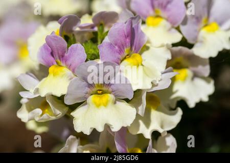 Nemesia 'Easter Bonnet' fleurit au printemps au Royaume-Uni Banque D'Images