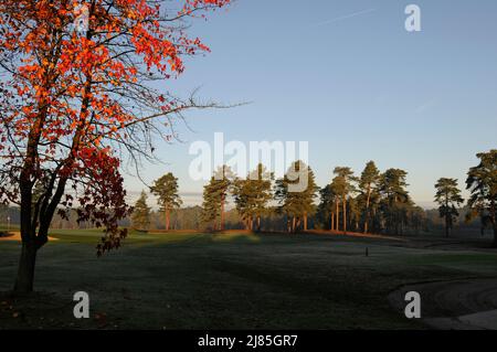 Vue depuis le côté du tee-shirt 1st sur le Red course jusqu'au green sur le Red course 18th avec couleurs d'automne et arbre d'automne à Foreground, le Berkshire G. Banque D'Images