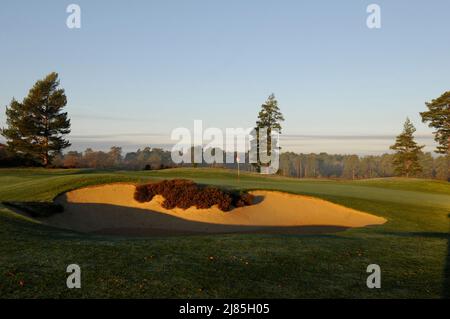 Vue sur 18th Green avec Bunker sur le Red course avec les couleurs et la brume d'automne, le Berkshire Golf Club, Ascot, Berkshire, Angleterre Banque D'Images