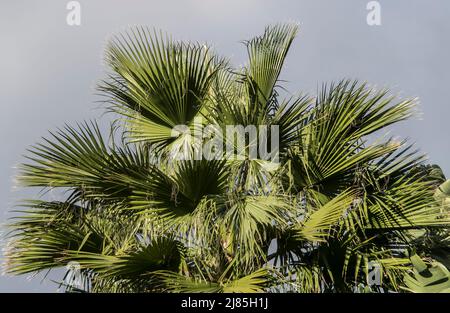 Couronne semi-circulaire symétrique du palmier Bismarck (Bismarckia nobilis) éclairée par le soleil contre un ciel gris. Jardin privé, Queensland, Australie. Banque D'Images