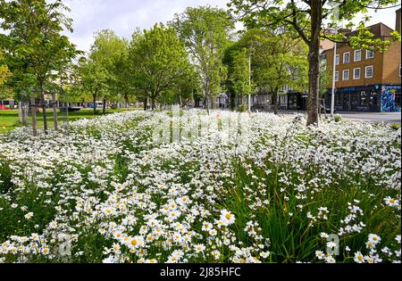 Brighton UK 13th Mai 2022 - le lit de fleurs sauvages dans Valley Gardens Brighton est en pleine floraison sur une matinée ensoleillée comme temps chaud est prévu pour le week-end : crédit Simon Dack / Alamy Live News Banque D'Images