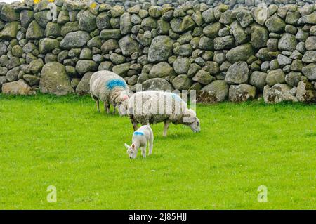 Moutons dans un champ délimité par des murs traditionnels en pierre sèche, commun autour des montagnes de Mourne, en Irlande du Nord. Banque D'Images