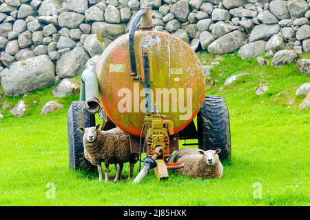 Les moutons prennent refuge sous un réservoir de lisier. Banque D'Images
